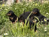 Resmi̇ Üreti̇m Çi̇ftli̇ği̇nden Doberman Yavrular