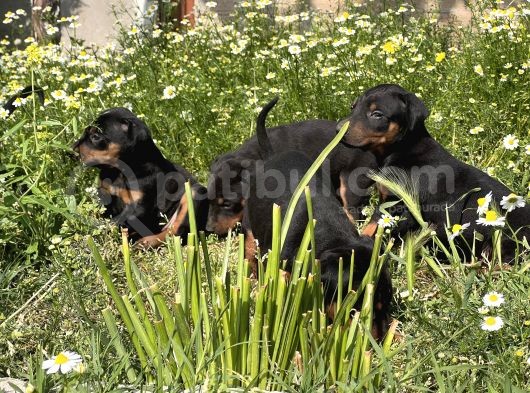 Resmi̇ Üreti̇m Çi̇ftli̇ği̇nden Doberman Yavrular görsel