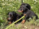 RESMİ ÜRETİM ÇİFTLİĞİNDEN DOBERMAN YAVRULAR