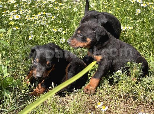 Resmi̇ Üreti̇m Çi̇ftli̇ği̇nden Doberman Yavrular