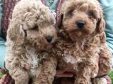 Kıvır Kıvır Orjinal Poodle Minişlerim
