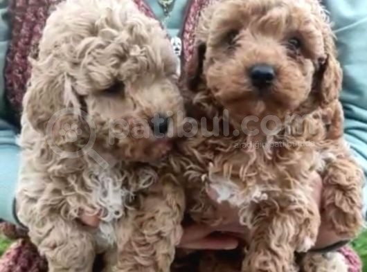 Kıvır Kıvır Orjinal Poodle Minişlerim görsel