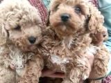 Kıvır Kıvır Orjinal Poodle Minişlerim