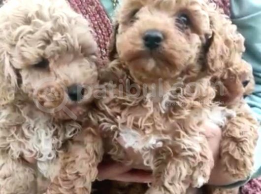 Kıvır Kıvır Orjinal Poodle Minişlerim görsel