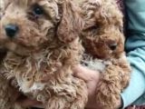 Kıvır Kıvır Orjinal Poodle Minişlerim