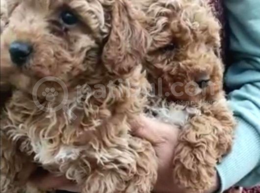 Kıvır Kıvır Orjinal Poodle Minişlerim