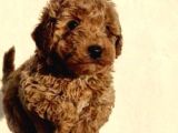 Sağlık Garantili Eğitimli Poodle Yavrularımız