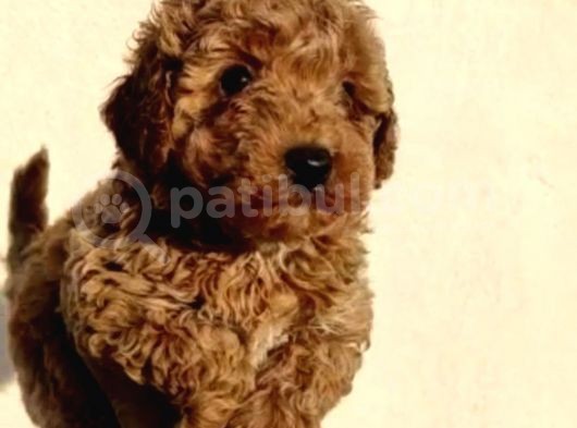 Sağlık Garantili Eğitimli Poodle Yavrularımız görsel