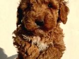 Sağlık Garantili Eğitimli Poodle Yavrularımız