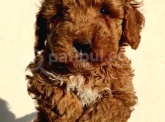 Sağlık Garantili Eğitimli Poodle Yavrularımız görsel