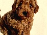 Sağlık Garantili Eğitimli Poodle Yavrularımız