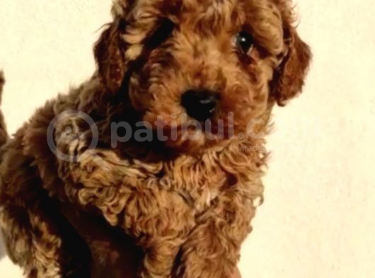 Sağlık Garantili Eğitimli Poodle Yavrularımız görsel