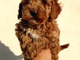 Sağlık garantili eğitimli poodle yavrularımız