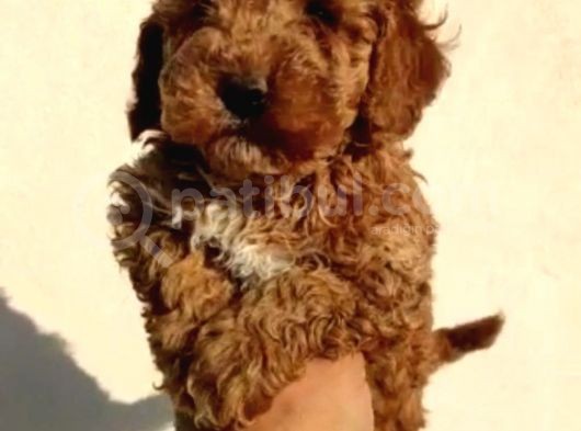 Sağlık Garantili Eğitimli Poodle Yavrularımız