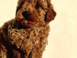 Sağlık Garantili Eğitimli Poodle Yavrularımız