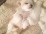 Ailelere Uygun Teacup Maltese Bebeklerim