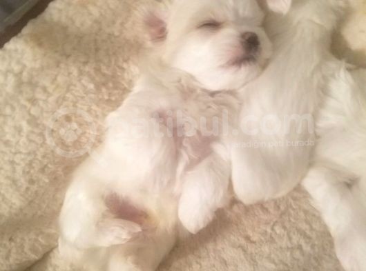 Ailelere Uygun Teacup Maltese Bebeklerim görsel