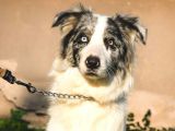 Border Collie Yavrular