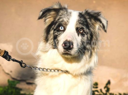 Border Collie Yavrular görsel