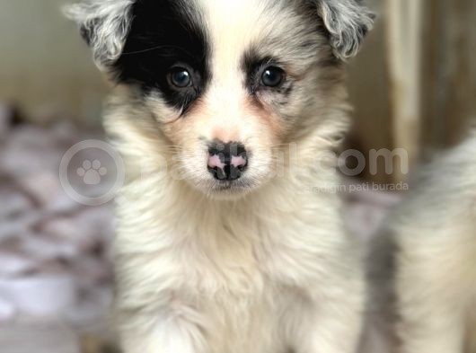 Border Collie Yavrular görsel