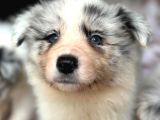 Border Collie Yavrular