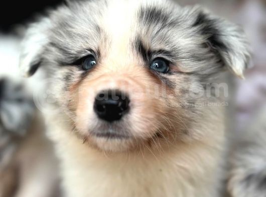 Border Collie Yavrular görsel