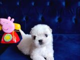 Ailelere Uygun Teacup Maltese Bebeklerim