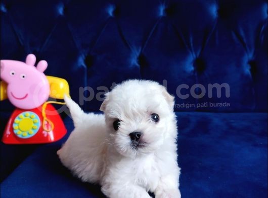 Ailelere Uygun Teacup Maltese Bebeklerim görsel
