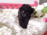 Ailelere Uygun Black Legend Puppy
