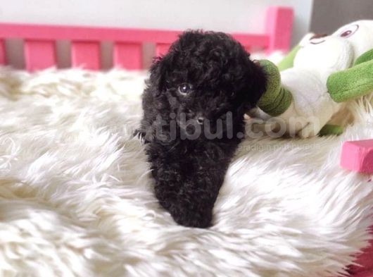 Ailelere Uygun Black Legend Puppy görsel