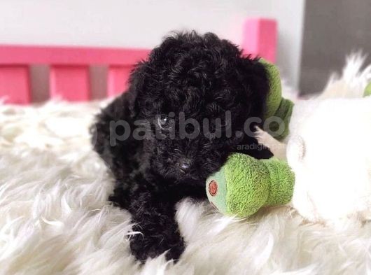 Ailelere Uygun Black Legend Puppy