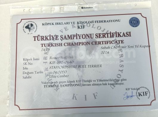 Şampiyonun Oğlu görsel
