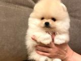 ÇİŞ EĞİTİMLİ BASIK SURAT POMERANİAN BOOLAR