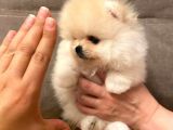 Çi̇ş Eği̇ti̇mli̇ Basik Surat Pomerani̇an Boolar