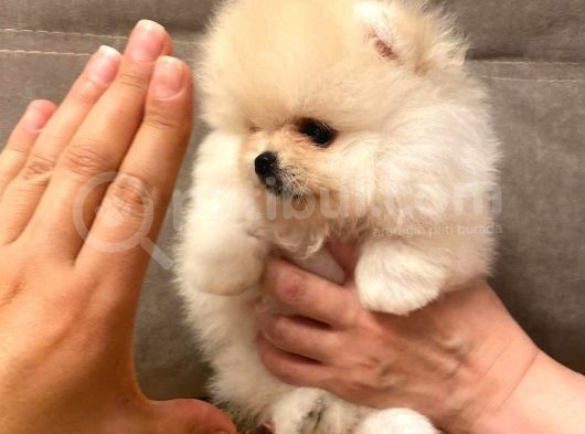 Çi̇ş Eği̇ti̇mli̇ Basik Surat Pomerani̇an Boolar görsel