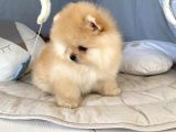 Çi̇ş Eği̇ti̇mli̇ Basik Surat Pomerani̇an Boolar