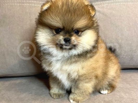 Çi̇ş Eği̇ti̇mli̇ Basik Surat Pomerani̇an Boolar görsel