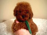 ÇİŞ EĞİTMLİ KORE KANI TOY POODLE BEBEKLER