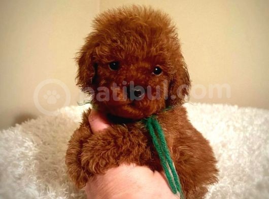 Çi̇ş Eği̇tmli̇ Kore Kani Toy Poodle Bebekler