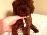 Çi̇ş Eği̇tmli̇ Kore Kani Toy Poodle Bebekler