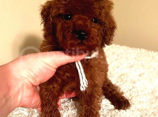 Çi̇ş Eği̇tmli̇ Kore Kani Toy Poodle Bebekler görsel