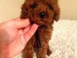 Çi̇ş Eği̇tmli̇ Kore Kani Toy Poodle Bebekler