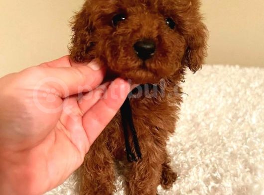 Çi̇ş Eği̇tmli̇ Kore Kani Toy Poodle Bebekler görsel