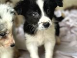 Border Collie Yavrular