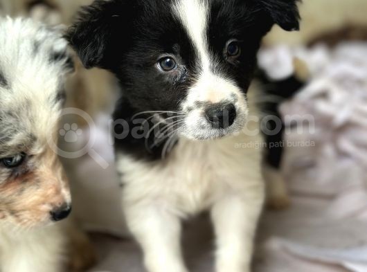 Border Collie Yavrular görsel