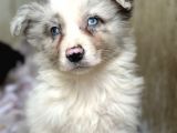 Border collie Yavrular