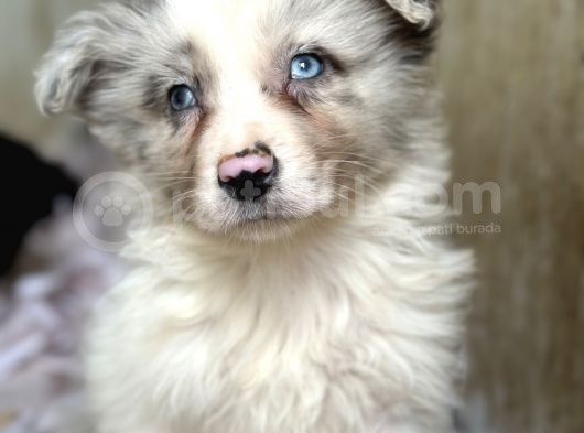 Border Collie Yavrular