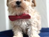 Maltipoo Yavruları Bursa Köpek Okulu