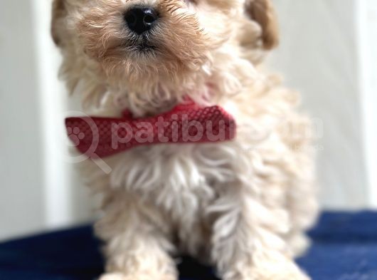 Maltipoo Yavruları Bursa Köpek Okulu görsel