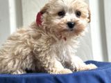 Maltipoo Yavruları Bursa Köpek Okulu